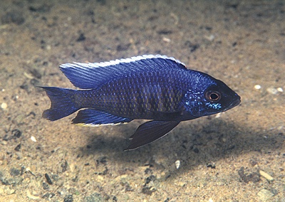 Copadichromis sp. 'kawanga' Lundu